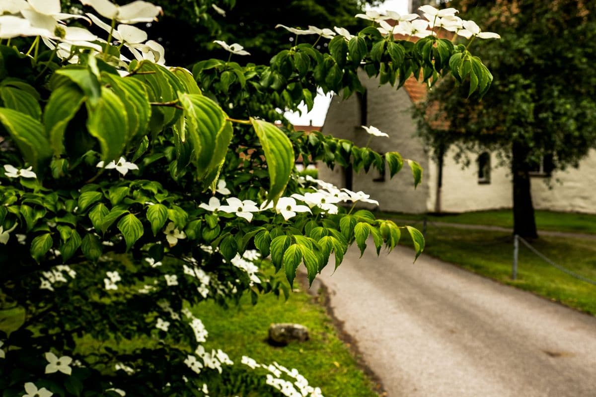 Blüten vor der Kirche