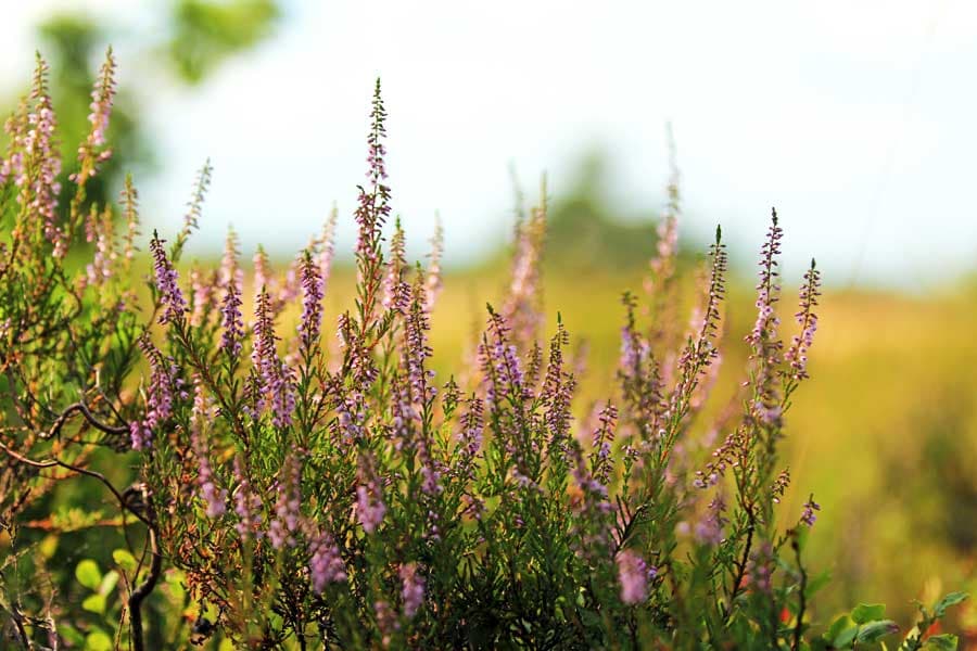 Heideblüte in der Töps Heide Hanstedt