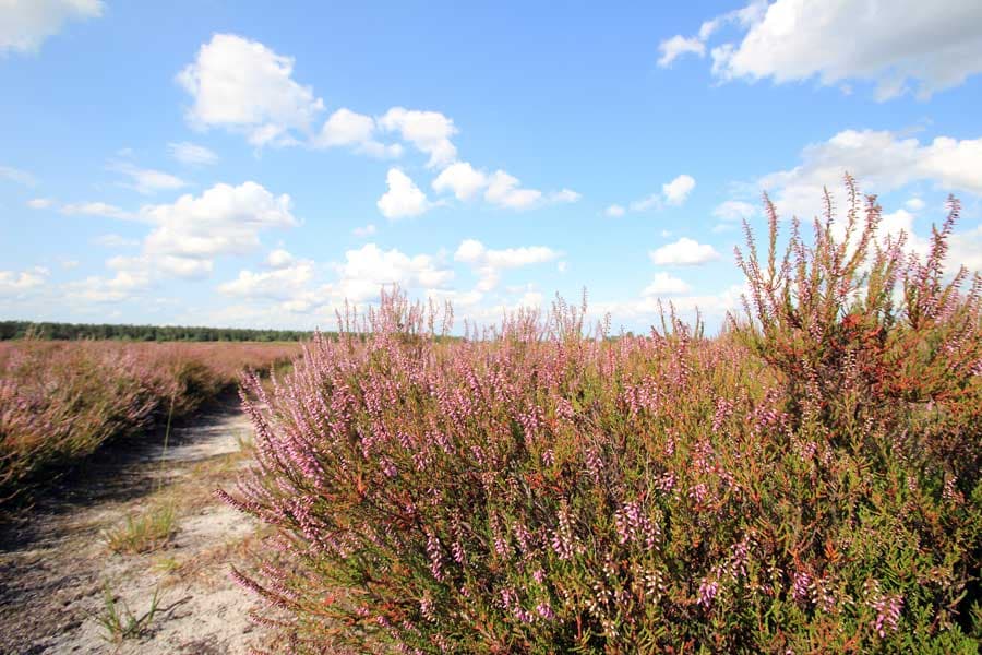 Heidefläche Töps Heide