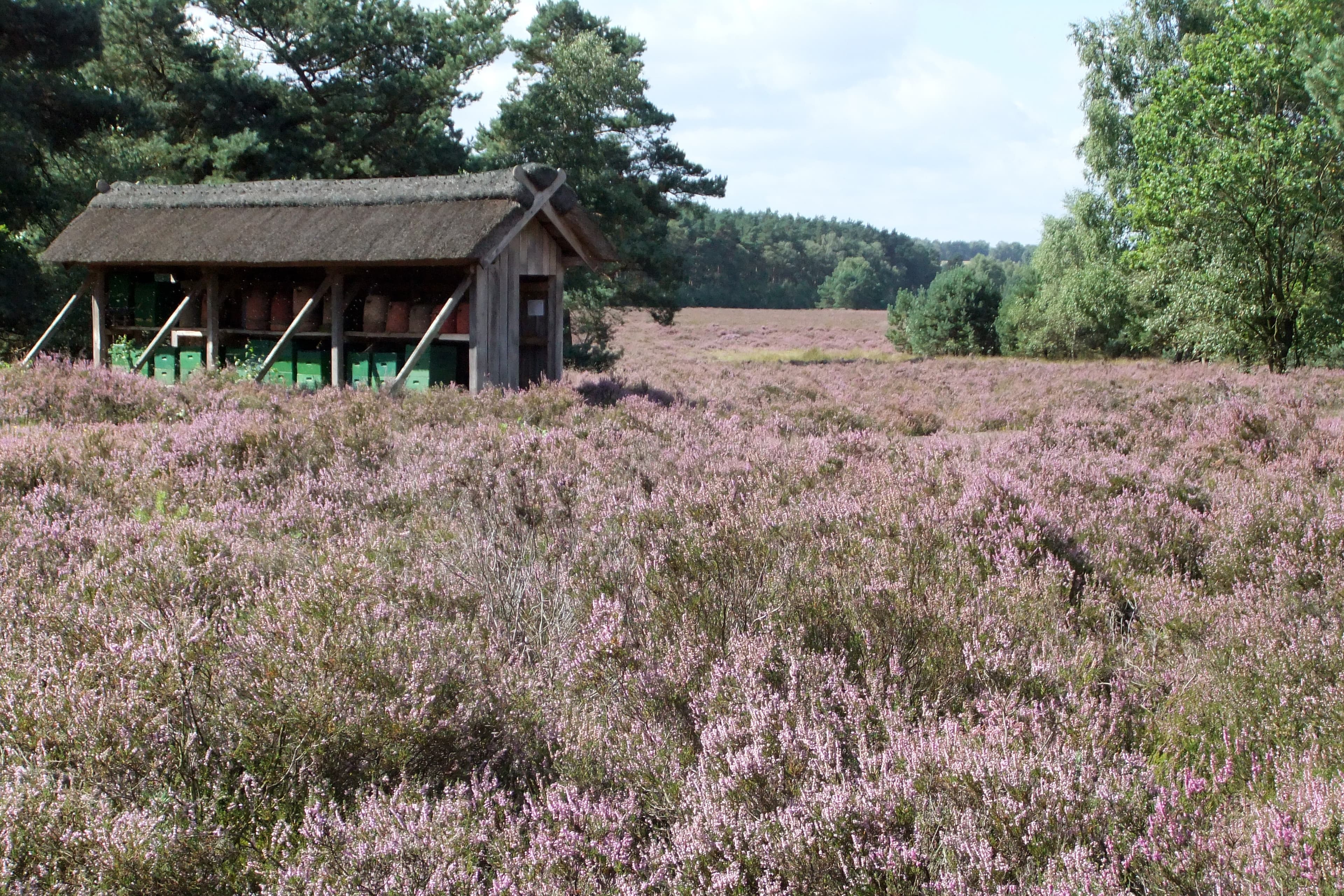 Bienenzaun in blühender Heide