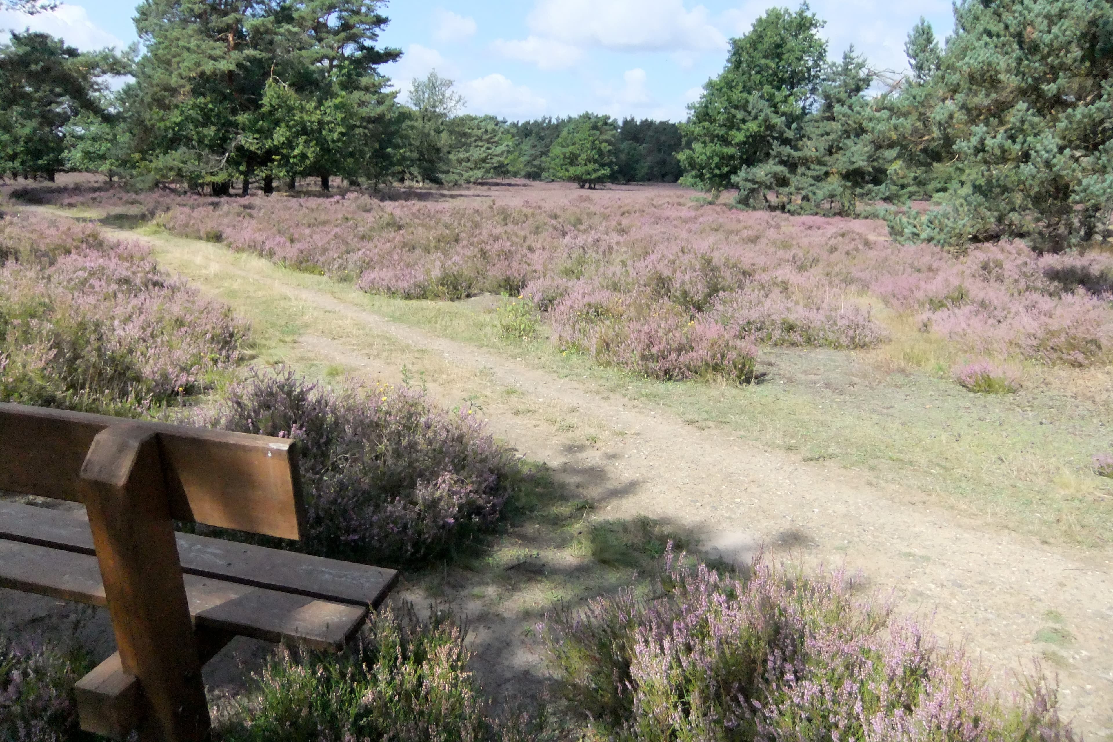 Bank in der Behringer Heide