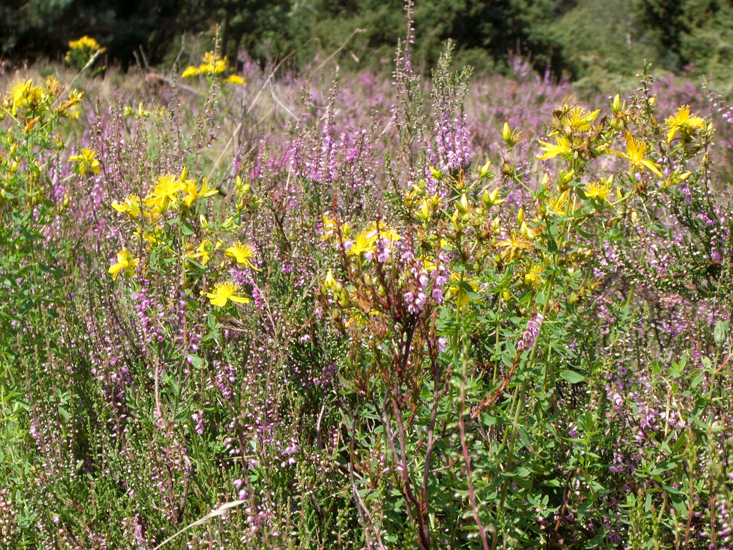 Heideblüte