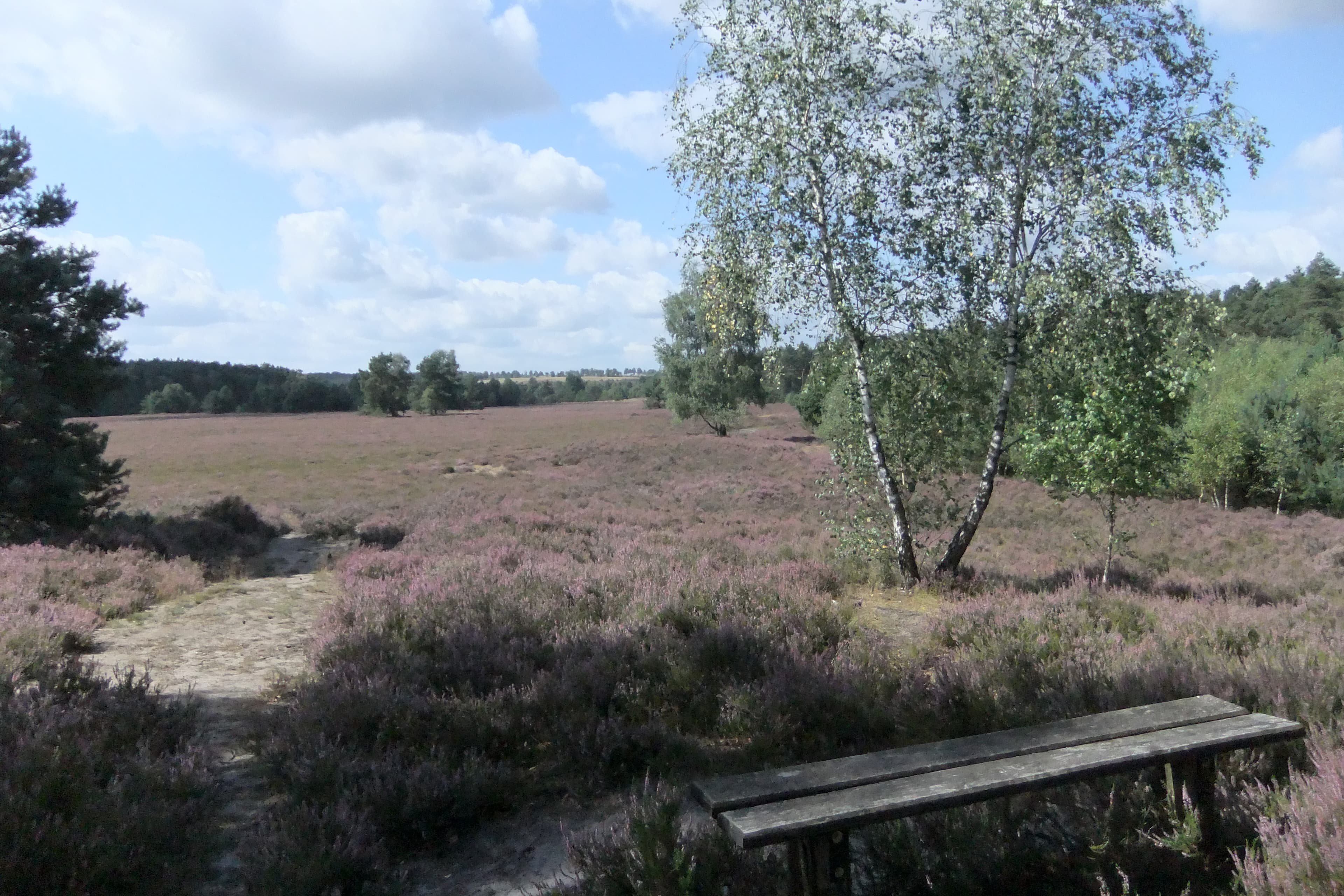 Behringer Heide bei Bispingen