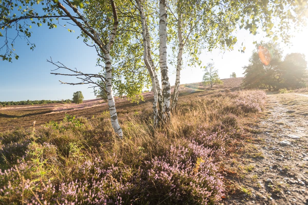 Brunsberg Sprötze Nordheide