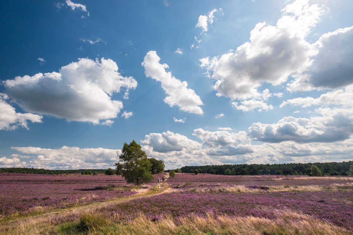 Weseler Heide bei Undeloh