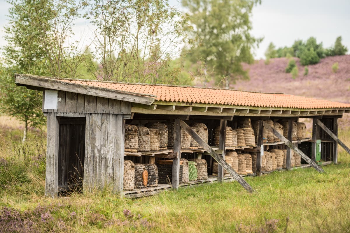 Weseler Heide Undeloh Bienen