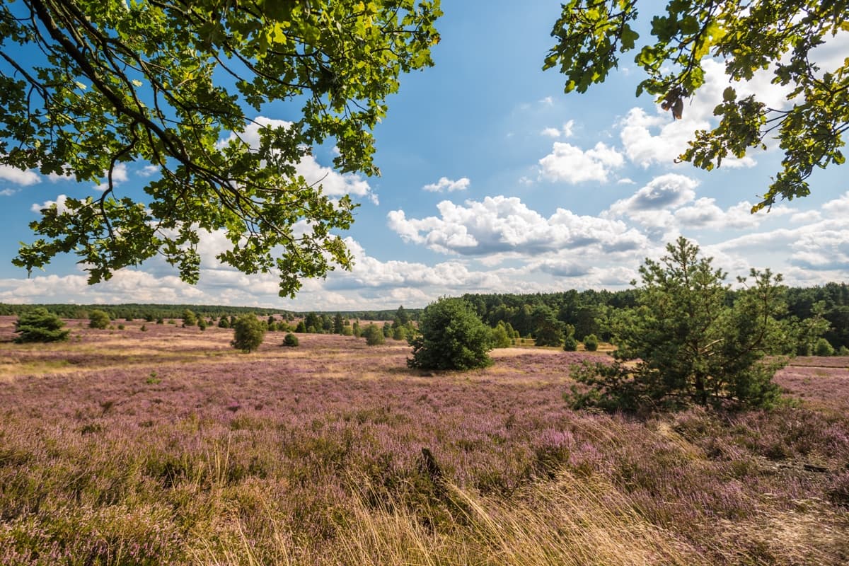 Weseler Heide Undeloh