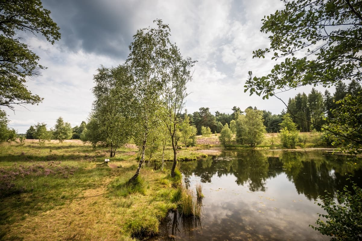 Weseler Heide Undeloh Pastorenteiche