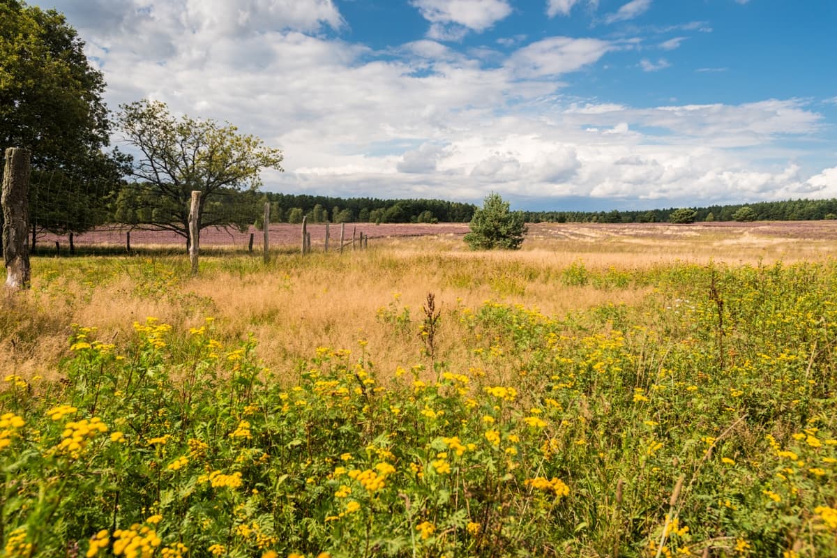 Weseler Heide Undeloh Blumenfeld