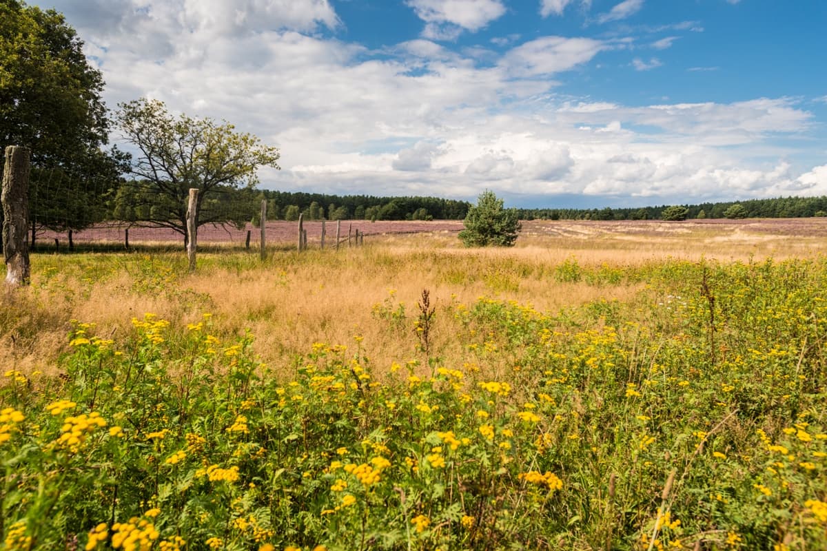 Weseler Heide Undeloh