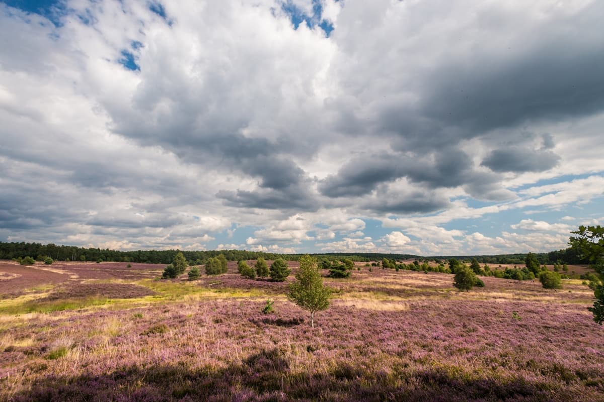 Weseler Heide Undeloh Panorama