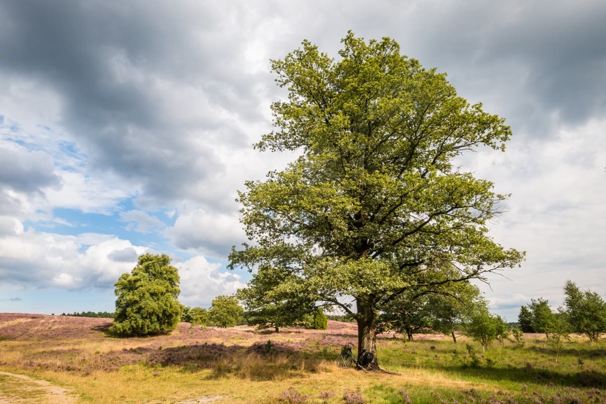 Weseler Heide Undeloh