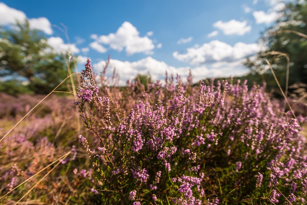 Weseler Heide Undeloh Heideblüte