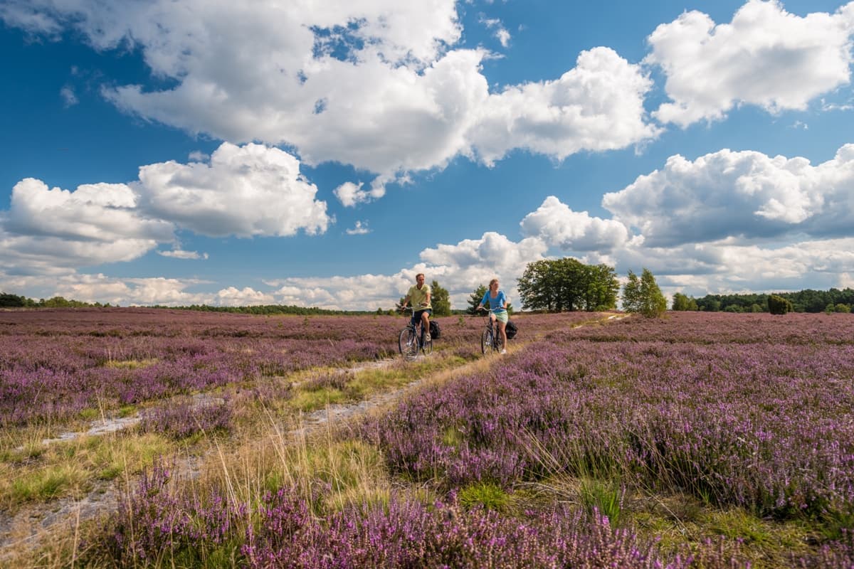 Weseler Heide Undeloh Radtour