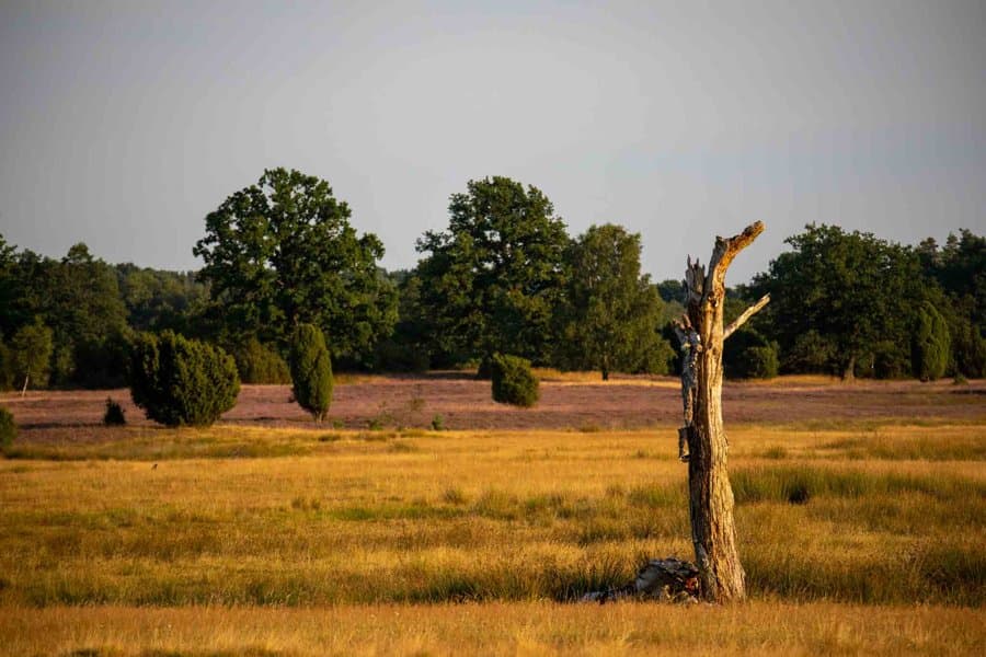 Vorbei geht es an weiten Gras- und Heideflächen.