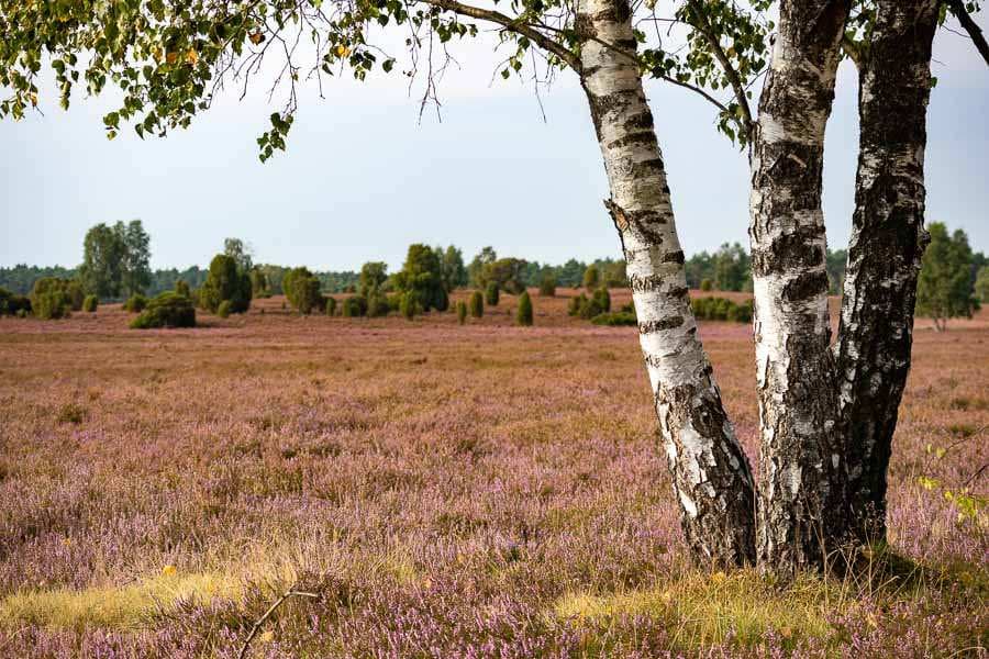 Während der Heideblüte können Sie weite lila Flächen genießen.