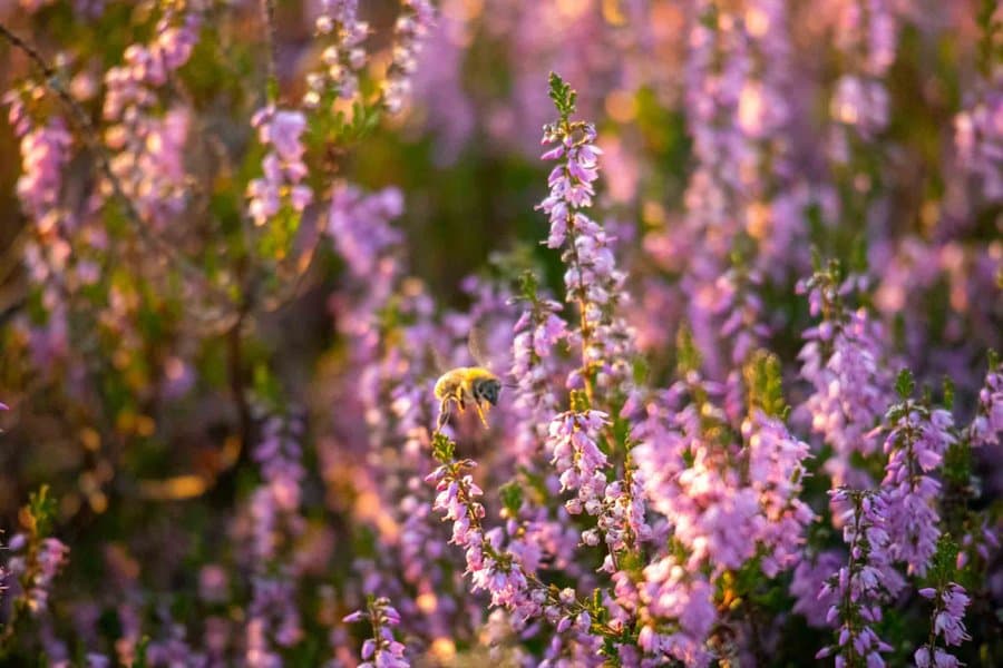 ...wenn die Heide blüt hören Sie das Summen der Bienen.