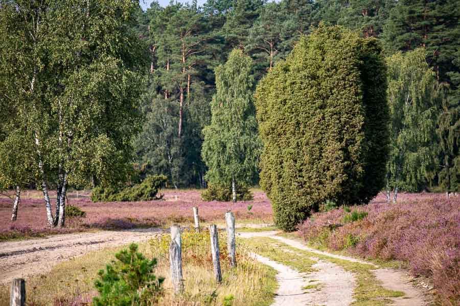 Sandige Wanderwege durch die Döhler Heide