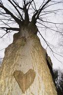 Bronzezeitliche Grabanlage Baum mit Herz 