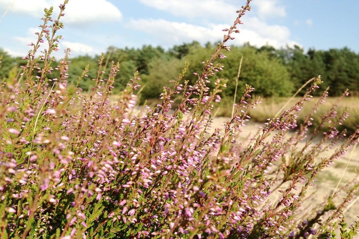 Dröge Heide Handeloh heidelandschaft