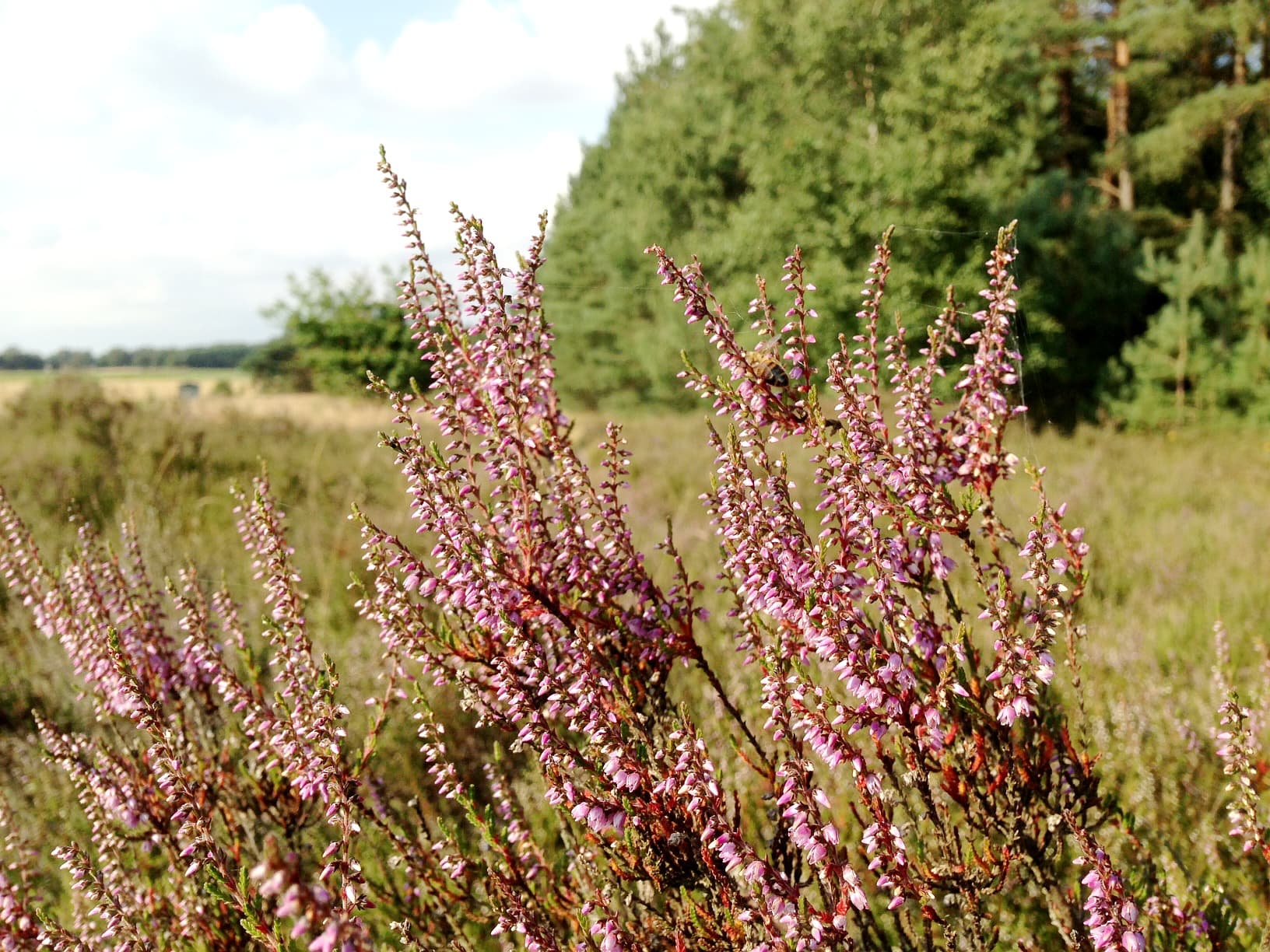 Dröge Heide Handeloh