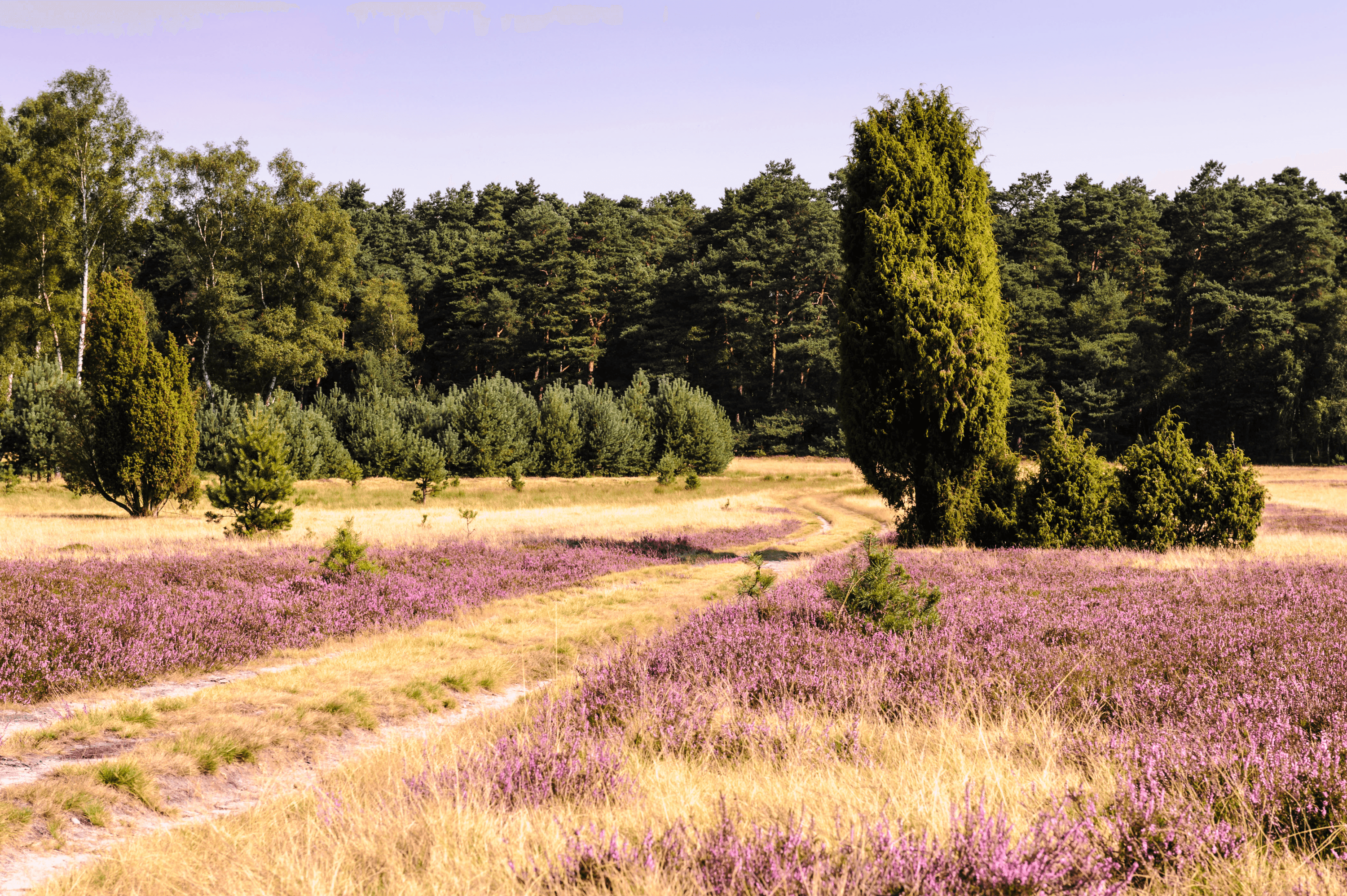 Knorrige Wacholder säumen die Heide