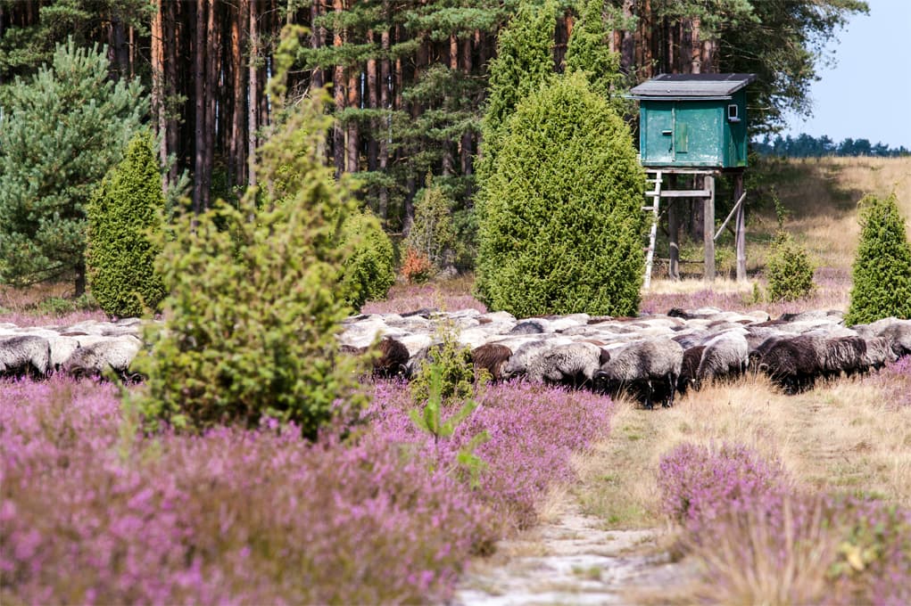 Heidschnuckenherde in der Oberoher Heide