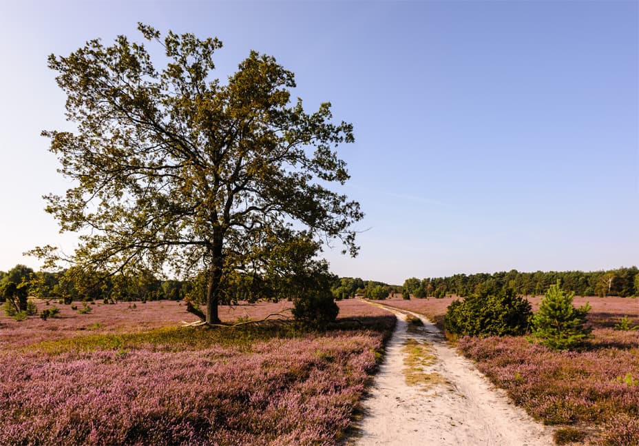 Große Heide in Oberohe während der Heideblüte