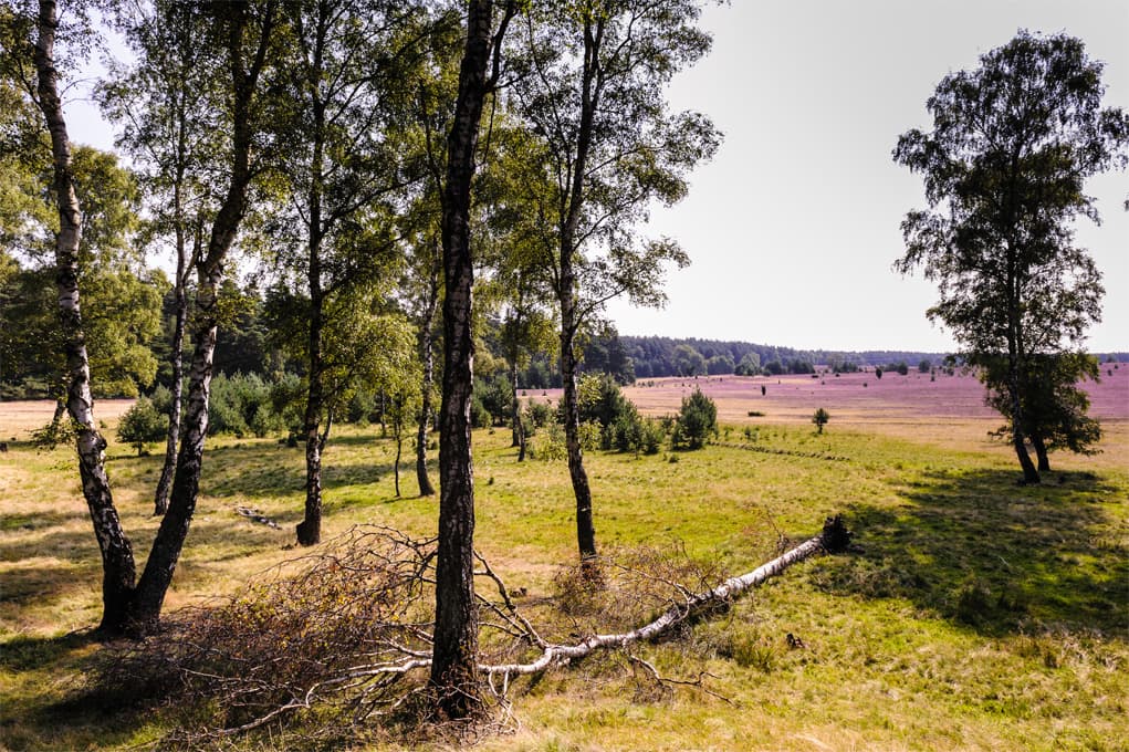 Blick auf die blühende Oberoher Heide