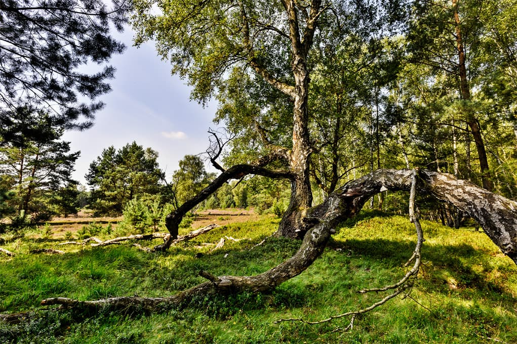 Oberohe Heide Südheide Heidschnuckenwen Wandern