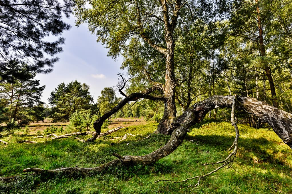 Baum in der Oberoher Heide