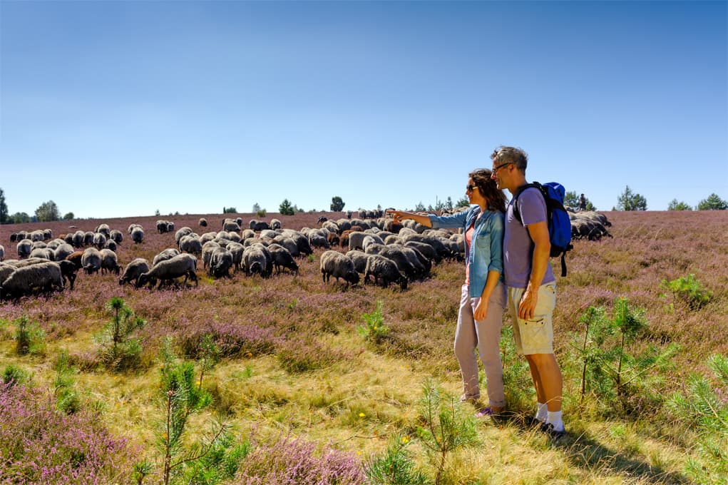 Heidschnuckenherde auf der Oberoher Heide