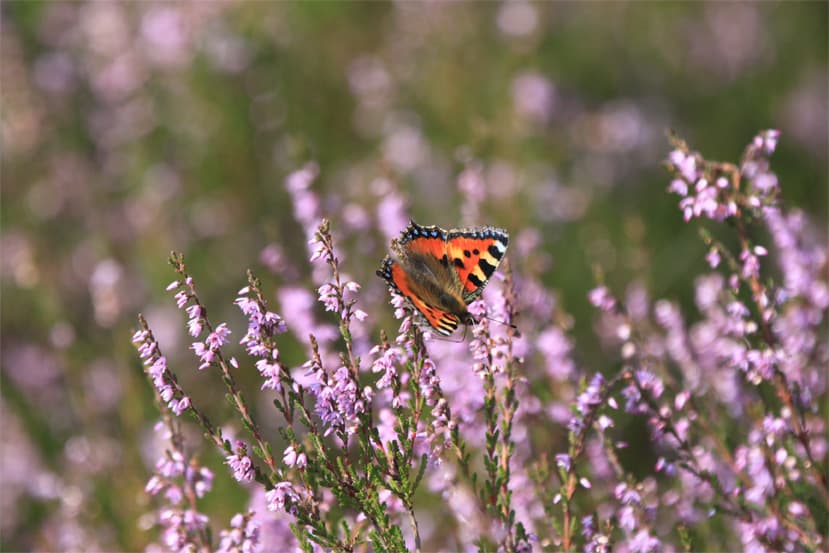 Schmetterling (Admiral) auf blühender Heide