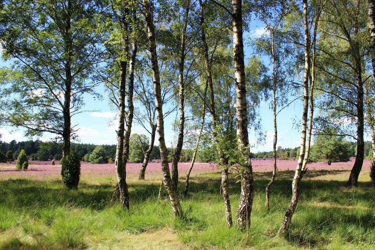 Wald an der Großen Heide bei Müden (Örtze)