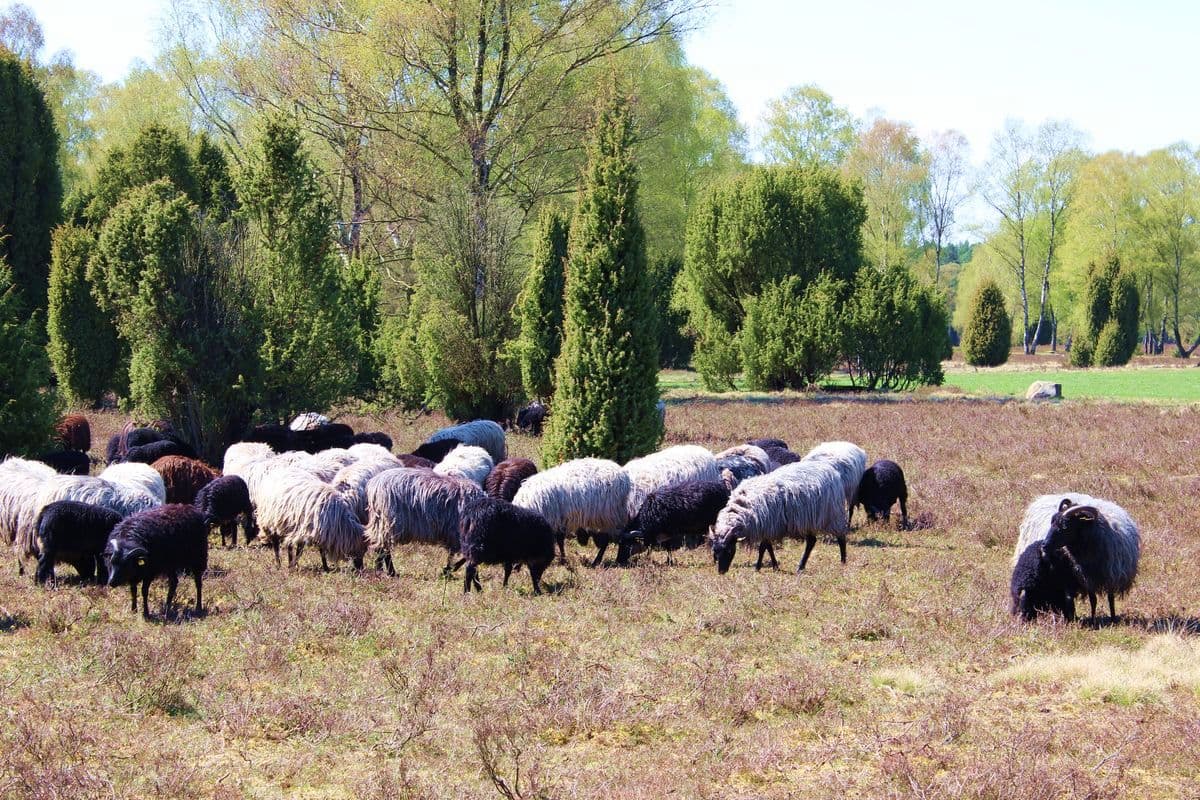 Heidschnucken auf der Oberoher Heide