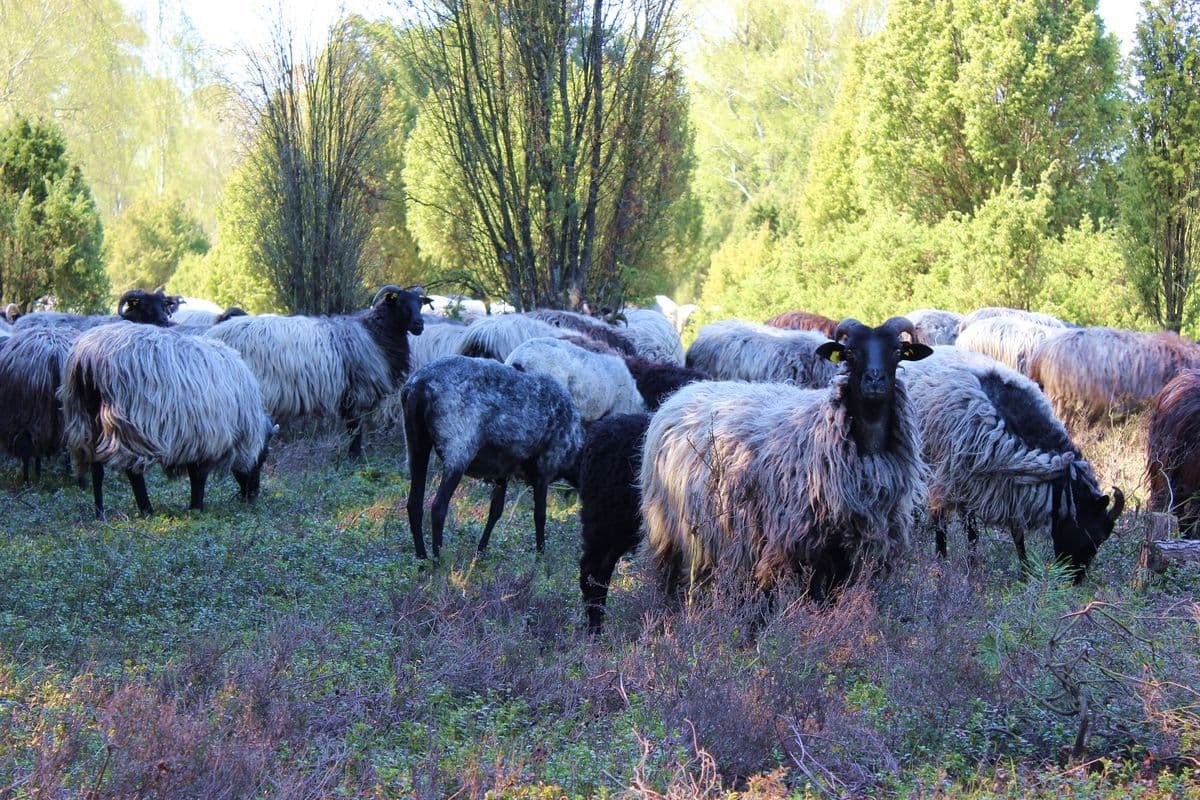 Heidschnucken auf der Oberoher Heide