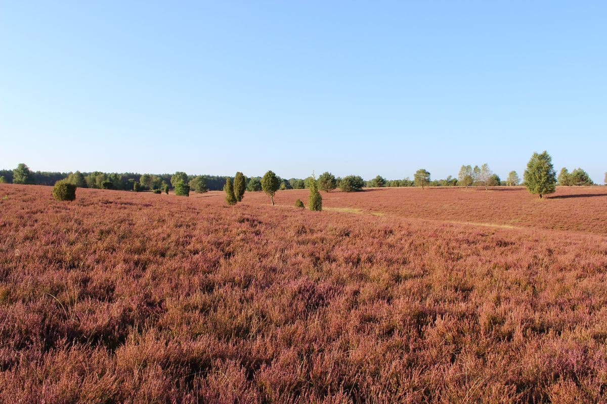 Oberoher Heide bei Müden (Örtze), Naturpark Südheide