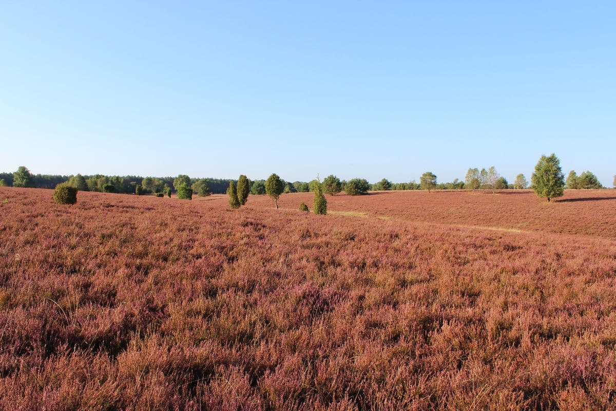 Oberoher Heide bei Müden (Örtze)