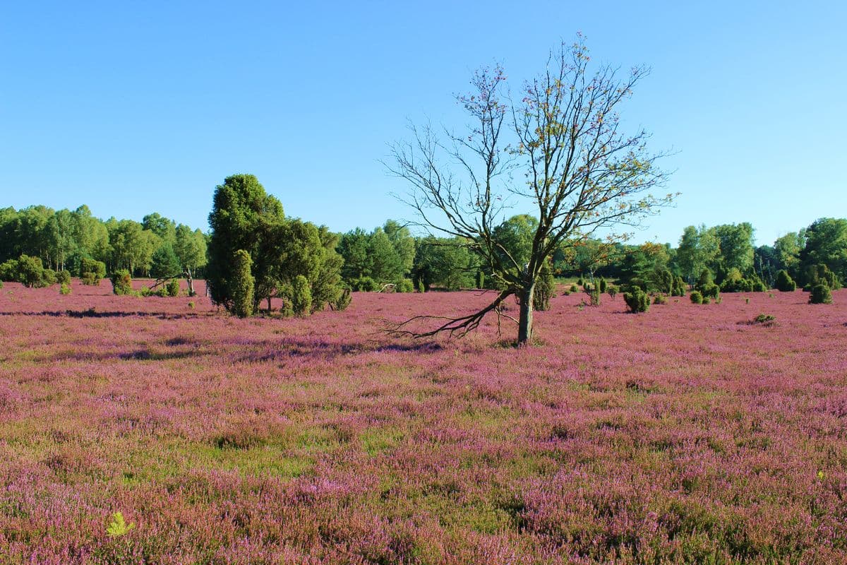 Oberoher Heide bei Müden (Örtze)