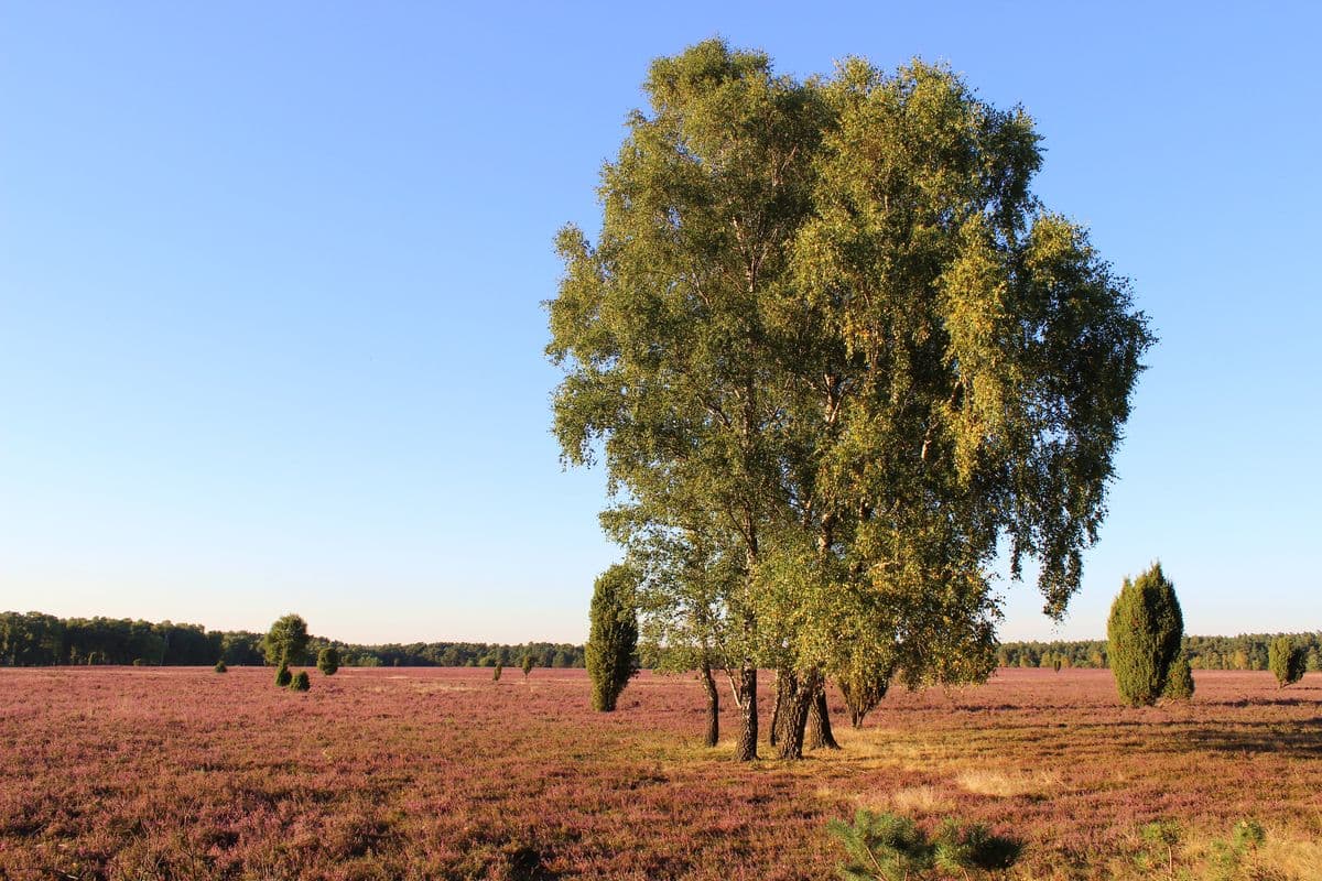 Oberoher Heide bei Müden (Örtze)