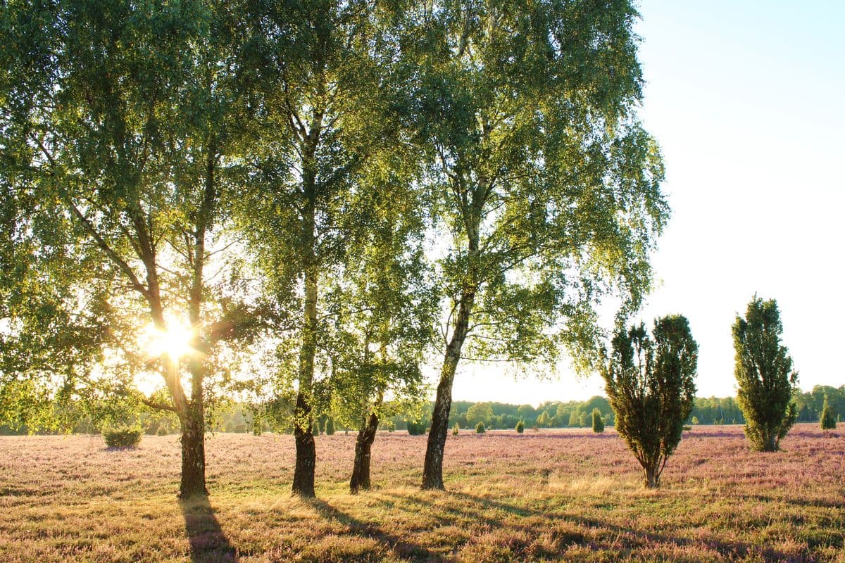 Oberoher Heide, Müden (Örtze)