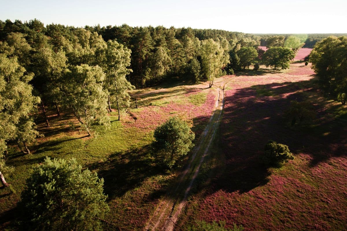 Luftaufnahme der Oberoher Heide