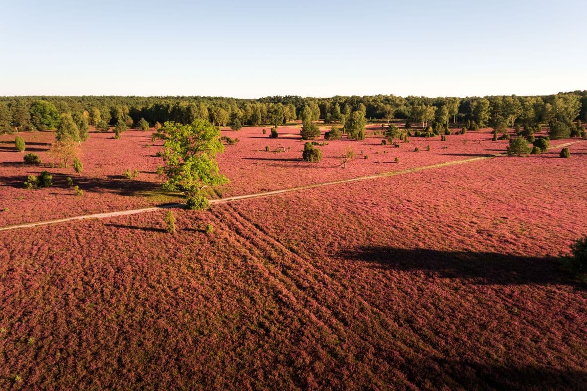 Luftaufnahme der Oberoher Heide