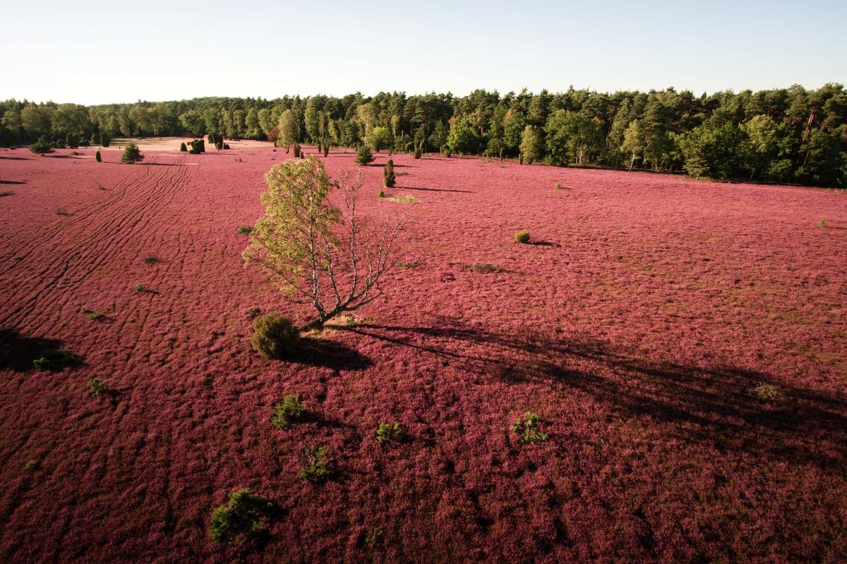 Luftaufnahme der Oberoher Heide