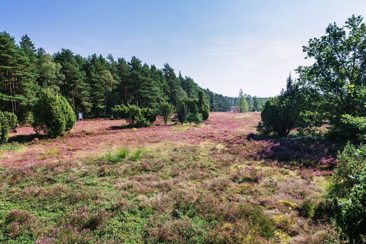 Heidefläche am Schillohsberg