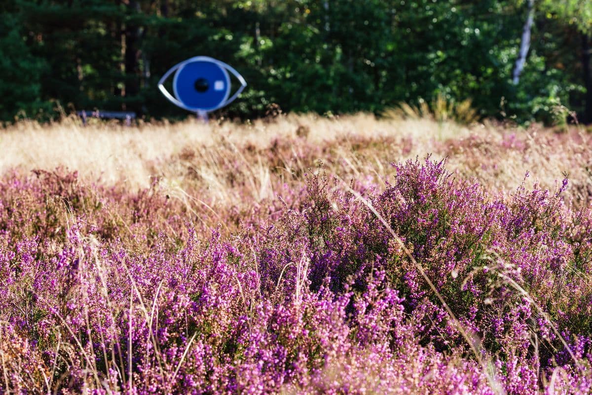 Heide am Schillohsberg bei Unterlüß