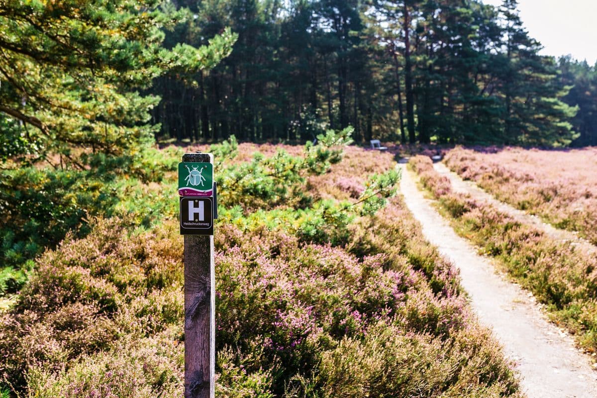 Heidschnuckenweg am Schillohsberg, Unterlüß