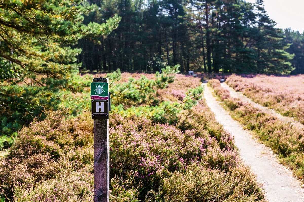 Heidschnuckenweg am Schillohsberg