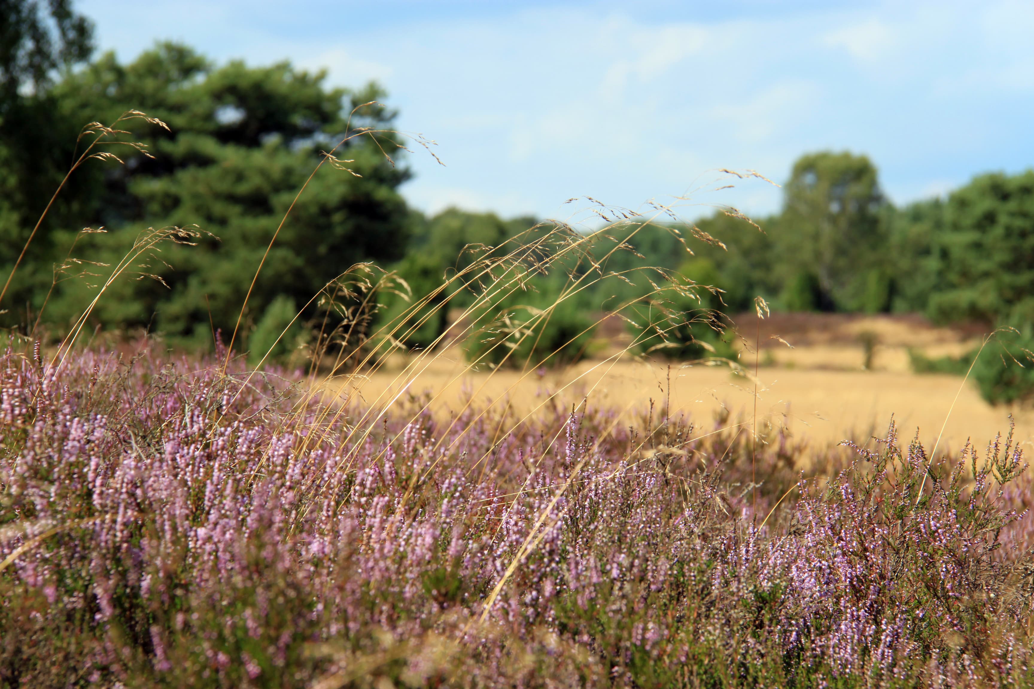 Timmerloher Heide, Soltau