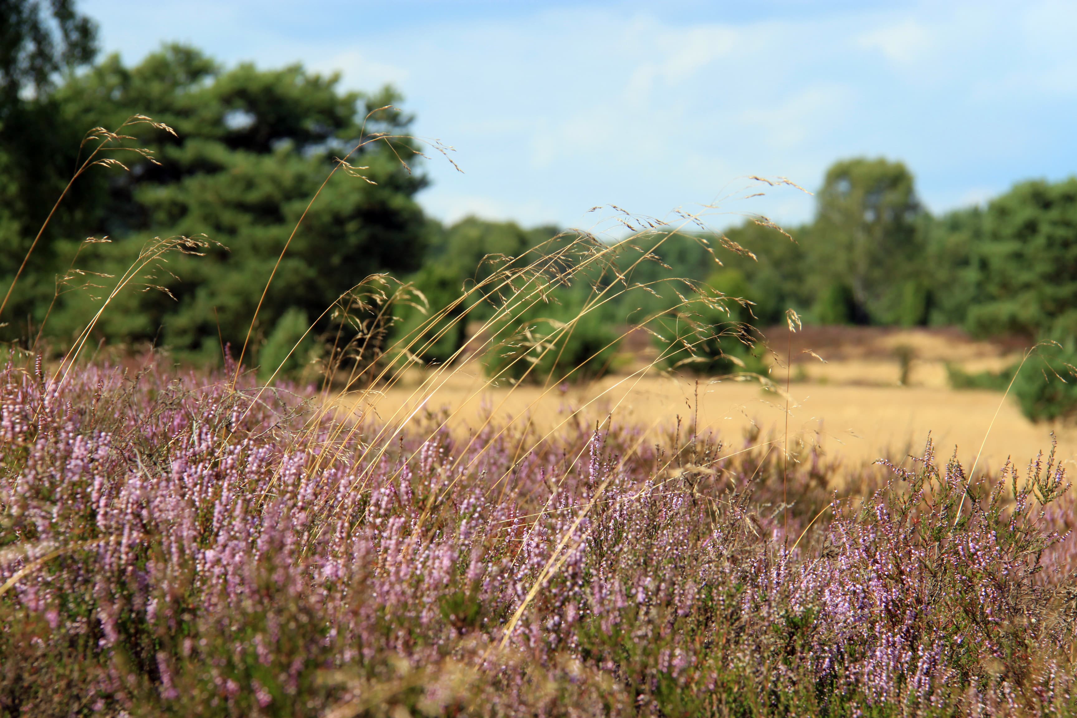 Timmerloher Heide